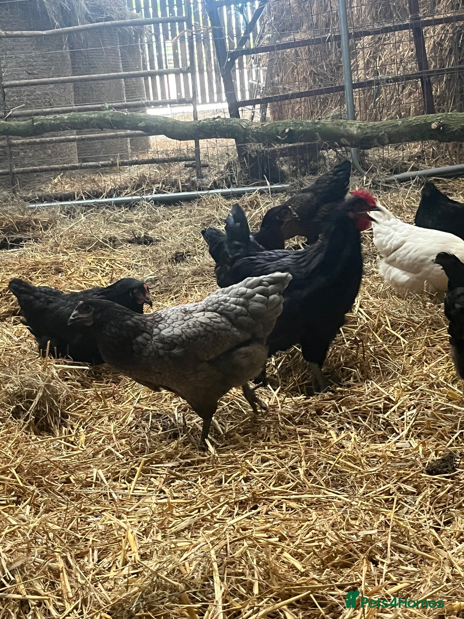 Chickens poultry Pol hens and older hens  - Advert 1