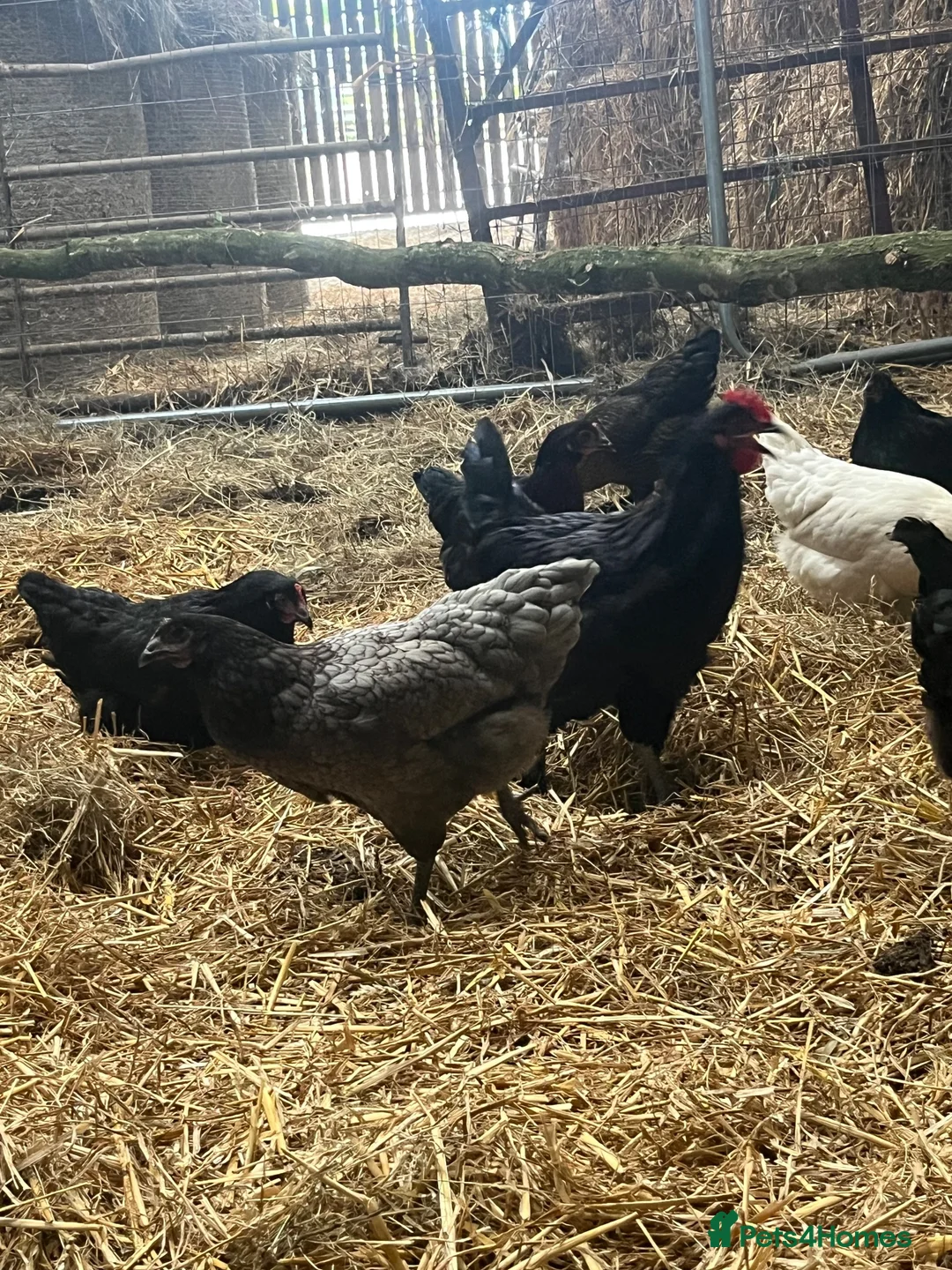 Chickens poultry for sale: Pol hens and older hens  - Advert 1