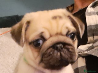 Pug dogs Pug Puppies - Fawn - 1 males left! - Advert 5