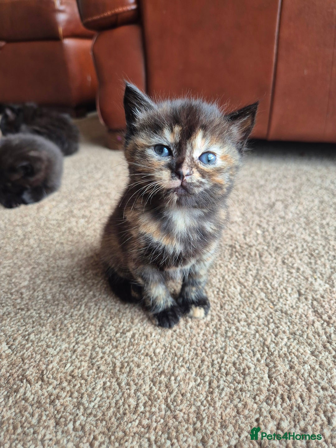 Mixed Breed cats for sale: 😺 VERY FRIENDLY KITTENS 😺 - Advert 14