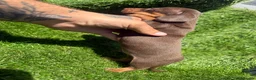 Dachshund dogs for sale: 🐾DWKC REG, DACHSHUND PUPPIES - Advert 13