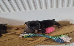 French Bulldog dogs for sale: French bulldog  puppies - Image 12