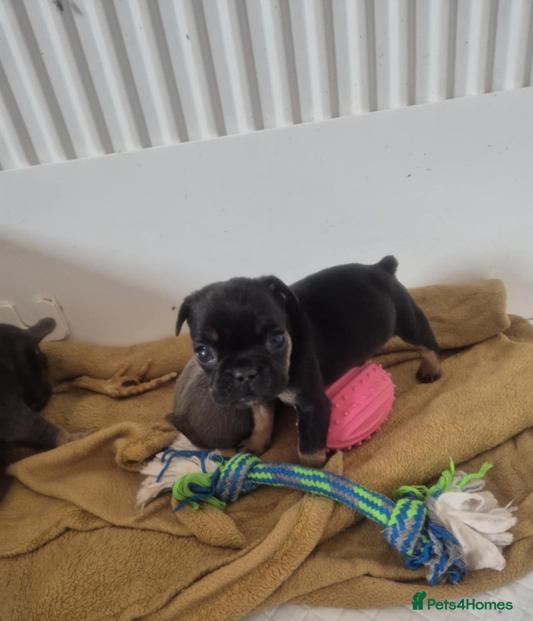 French Bulldog dogs for sale: French bulldog  puppies - Image 12