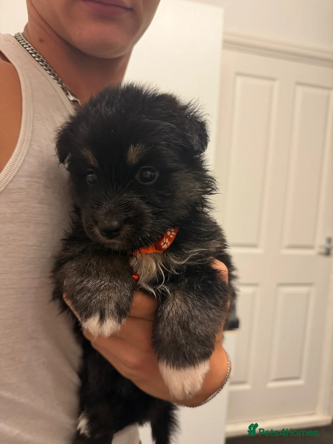Shepsky dogs for sale: Beautiful shepsky pups for sale ONLY 2 GIRLS LEFT! - Advert 1
