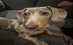 Miniature Dachshund dogs for sale: Miniature Dachshund - Advert 5