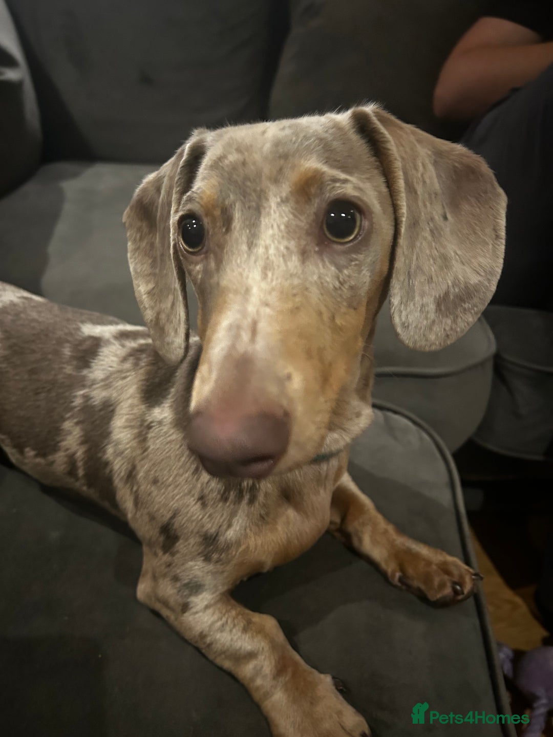 Miniature Dachshund dogs for sale: Miniature Dachshund - Advert 5