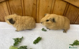 Guinea Pig rodents for sale: 4no Gorgeous baby Guinea pigs available  - Image 2