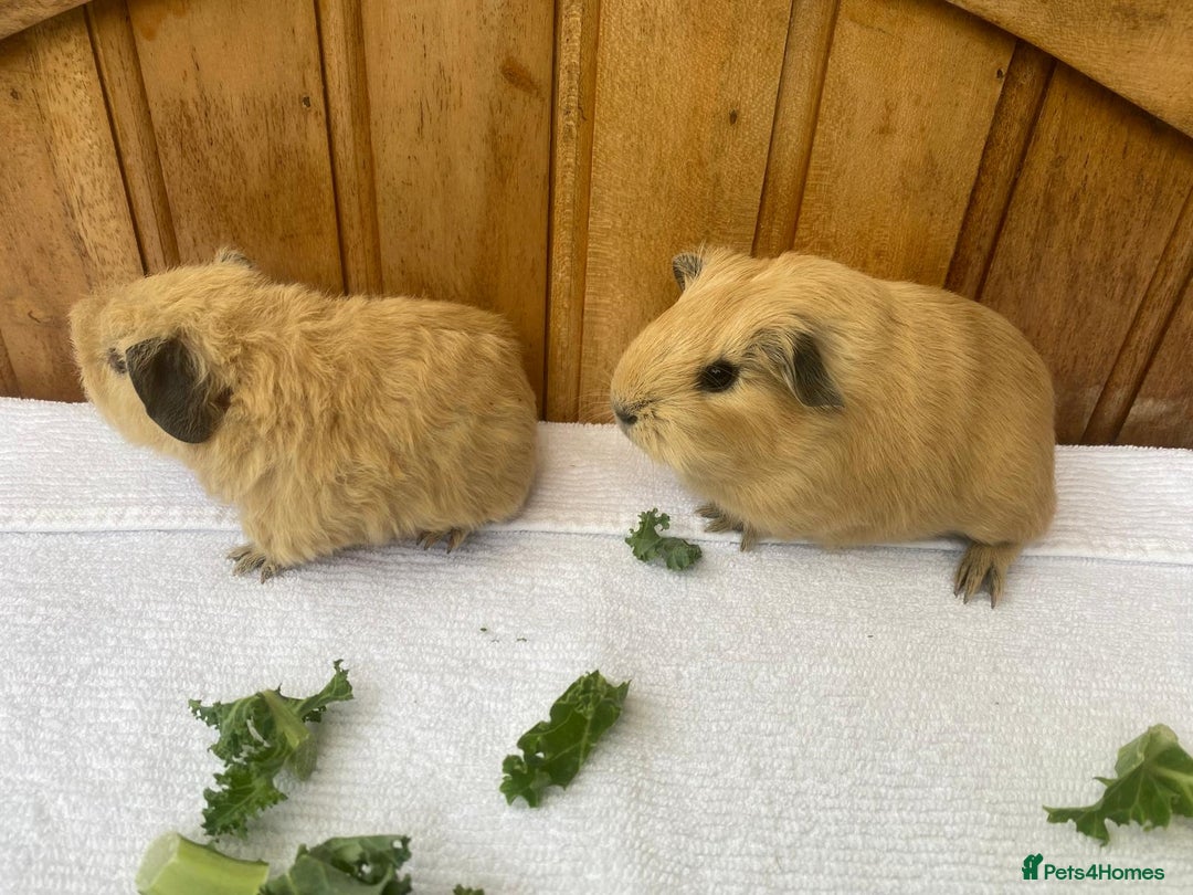 Guinea Pig rodents for sale: 4no Gorgeous baby Guinea pigs available  - Image 2
