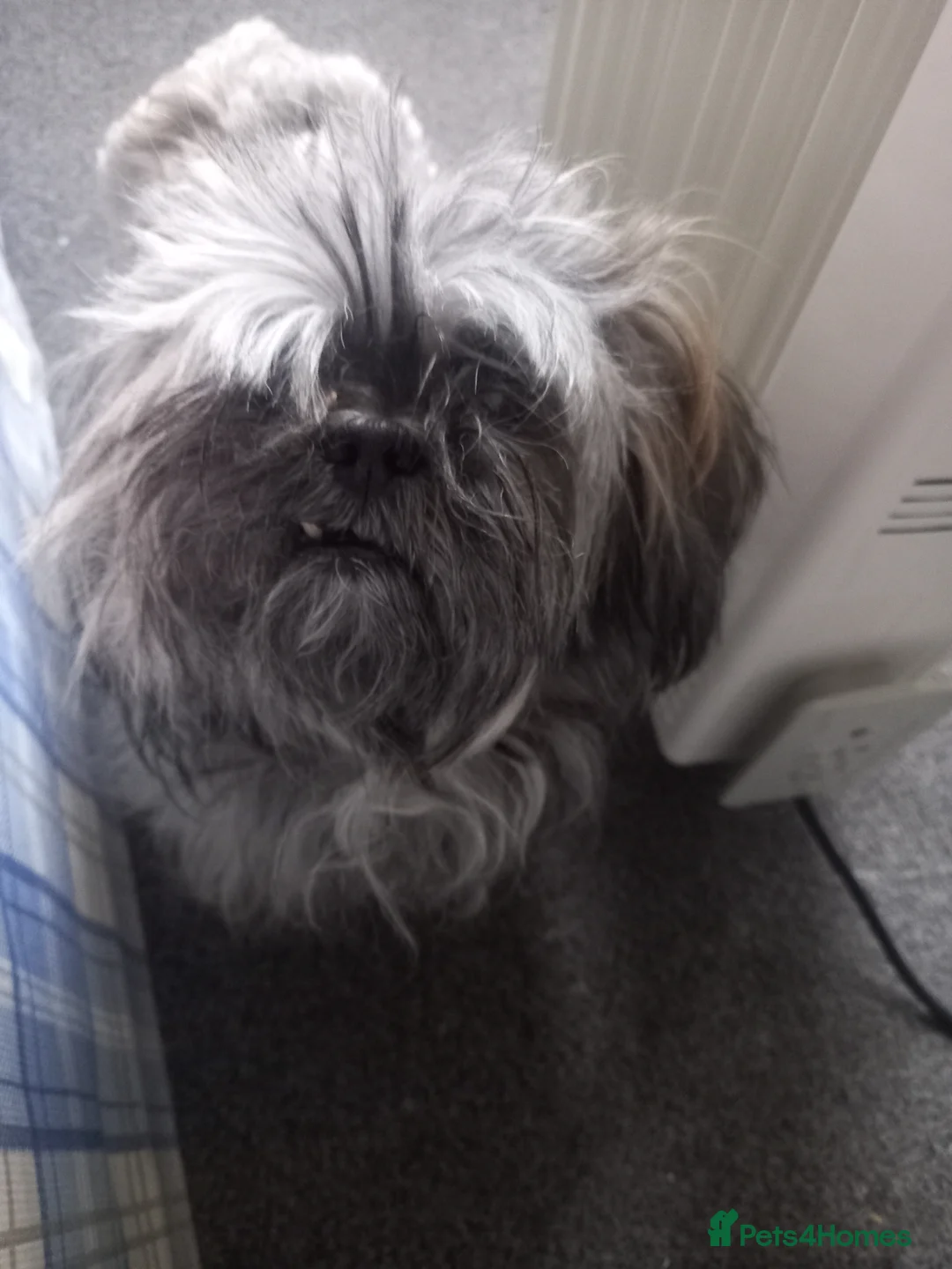 Mixed Breed dogs for sale: For sale  - Advert 2