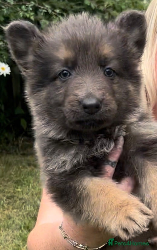 German Shepherd dogs *Stunning KC German Shepherds* - Advert 1