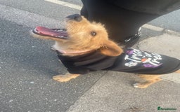 Mixed Breed dogs for sale: Chelsea - Image 1