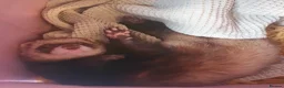 Ferret rodents for sale: Male ferret (castrated) in Preston - Advert 3