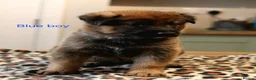 Mixed Breed dogs for sale: Belgian Malinois X German Shepherd  - Advert 8