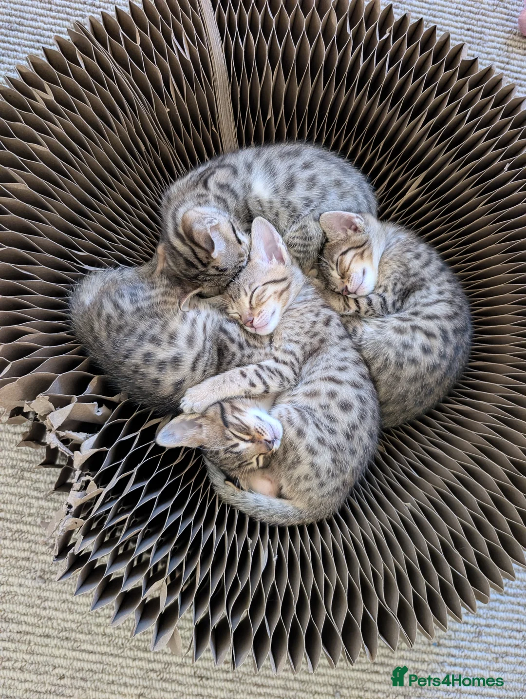 Savannah cats for sale: Stunning, affectionate, TICA f5sbt Savannahs - Advert 21