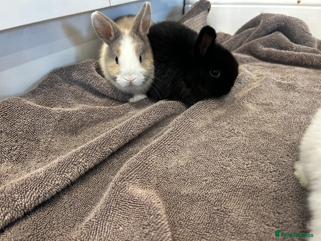 Mixed Breed rabbits for sale: Ready in a week mini lop x lop - Advert 6