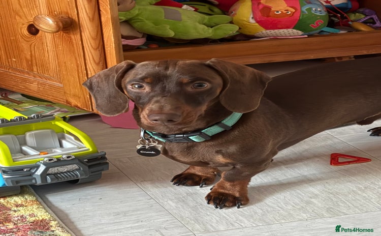 Dachshund dogs - Advert 1