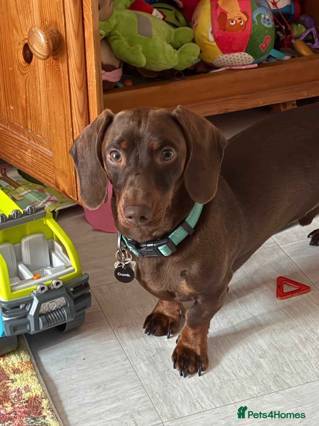 Dachshund dogs for sale: Small standard Dachshund  - Image 1