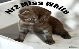 Scottish Fold cats for sale: 5 Full Pedigree Scottish Fold/Straight Kitens - Image 17