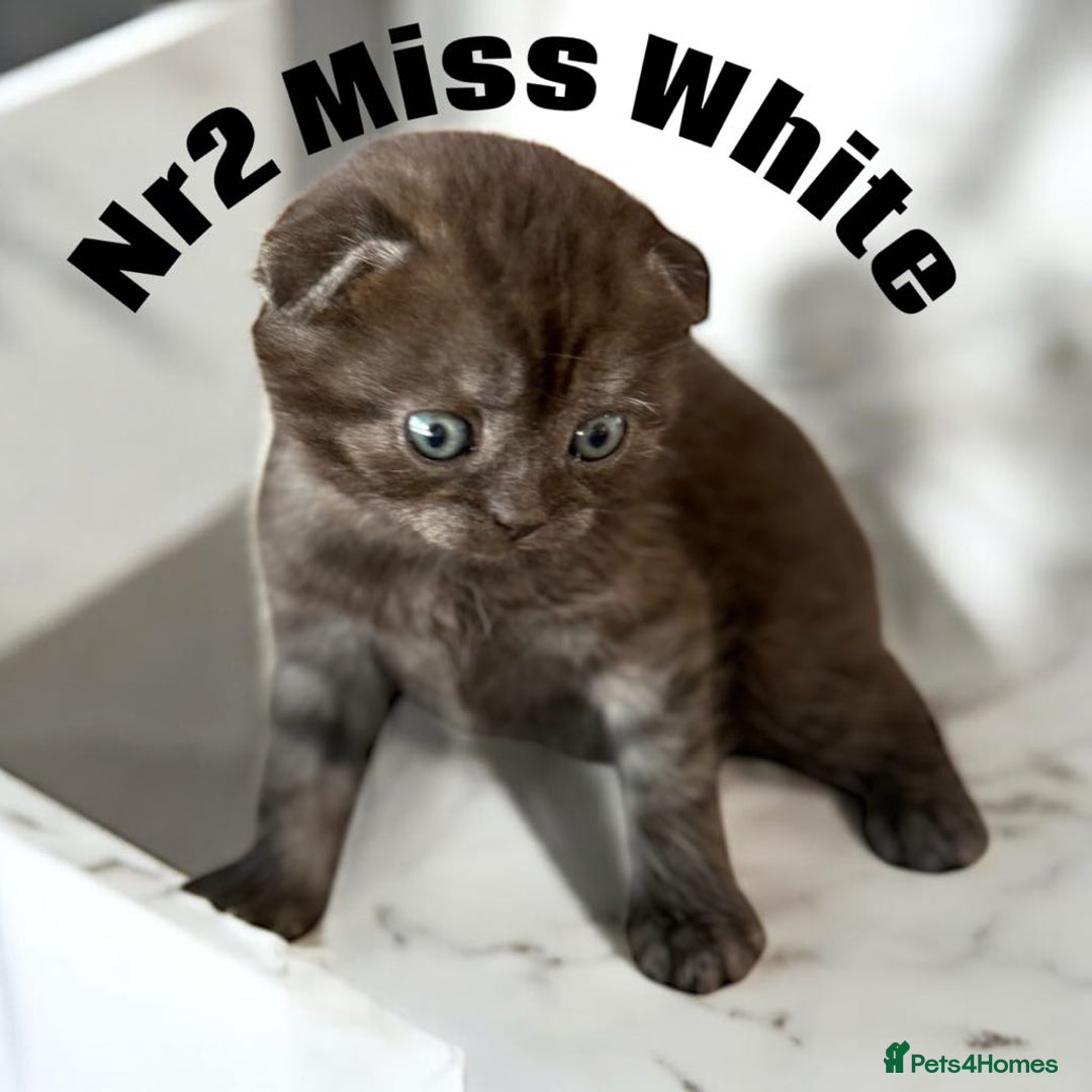 Scottish Fold cats for sale: 5 Full Pedigree Scottish Fold/Straight Kitens - Image 17