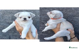 Pug dogs for sale: Beautiful exotic KC registered Pug puppies - Image 18
