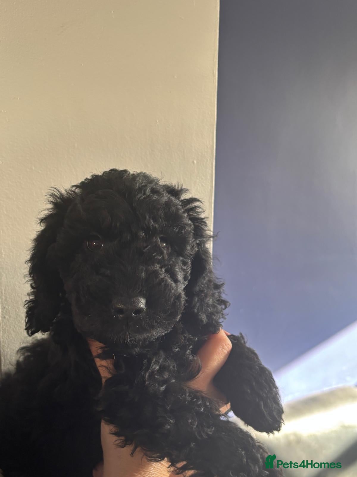 Cockapoo dogs READY NOW black cockapoo girl  - Advert 14