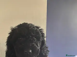 Cockapoo dogs READY NOW black cockapoo girl - Advert 14