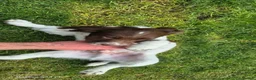 English Springer Spaniel dogs for sale: 2 kc regestered springer pups  - Advert 5