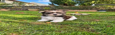 Biewer Terrier 1