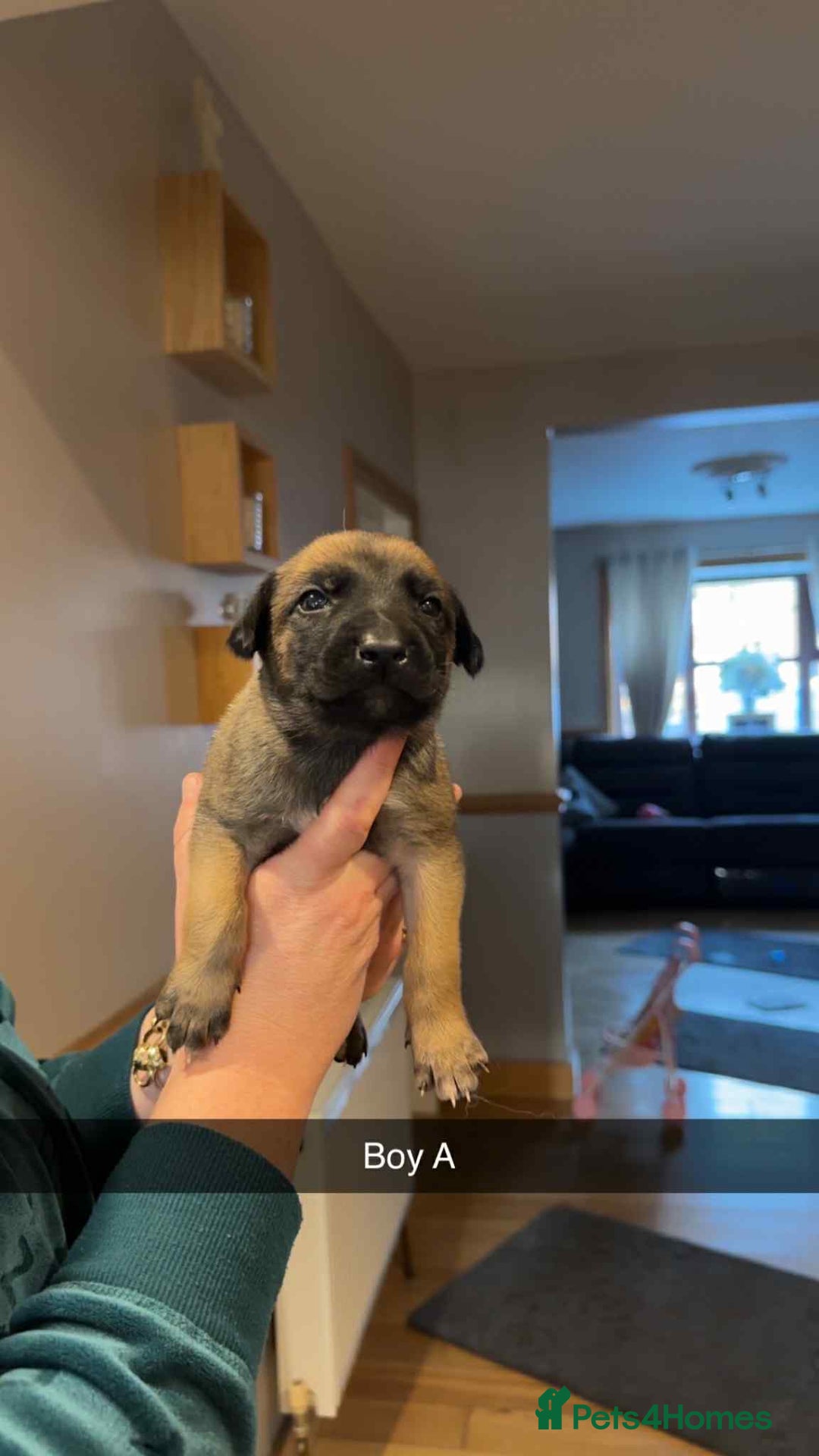 Mixed Breed dogs for sale: Saluki bull greyhound × Belgium malinois  - Advert 4