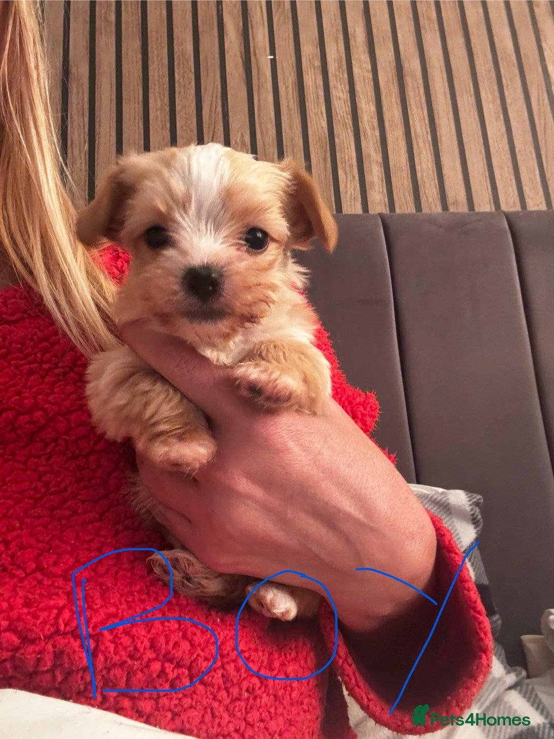 Yorkshire Terrier dogs for sale: Gorgeous Yorkshire terrier puppies - Advert 2