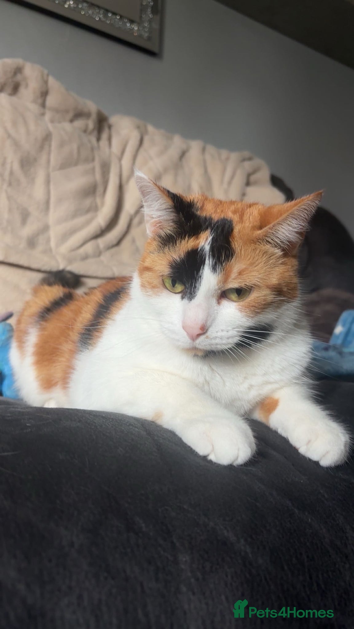 Mixed Breed cats 2 cats ready for a new home  - Advert 1