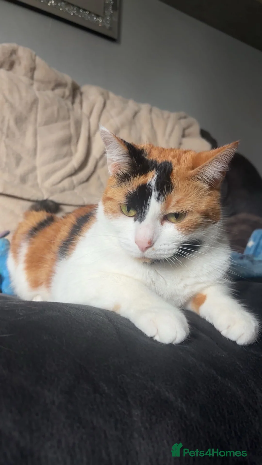 Mixed Breed cats for sale: 2 cats ready for a new home  in Newcastle - Advert 1