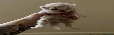 Persian 4