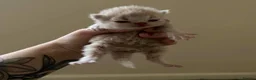 Persian cats for sale: Little Clouds of Softness–Persian Kittens for Sale in Norwich - Advert 11