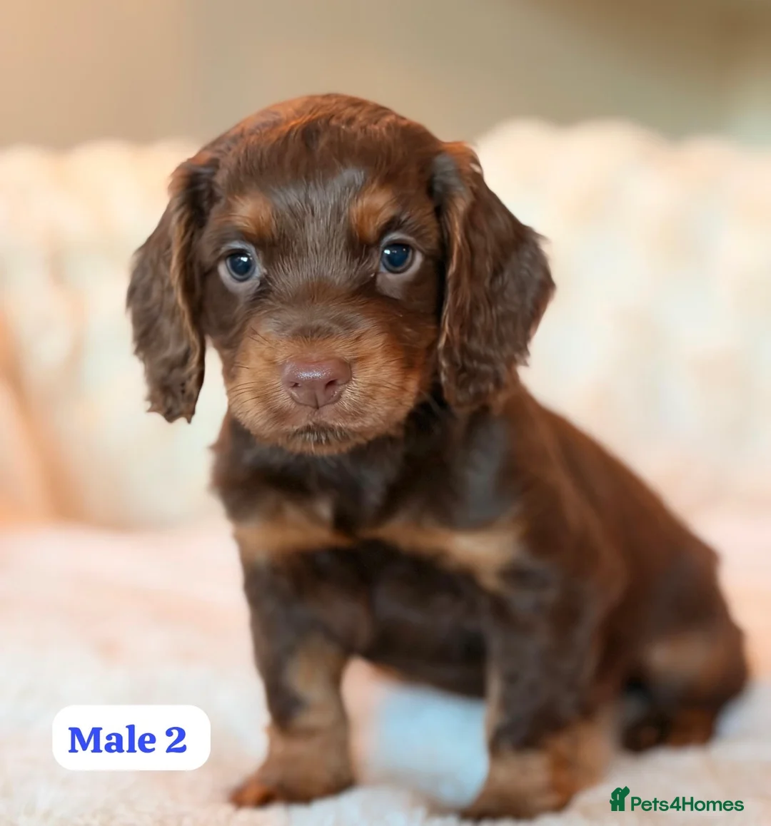 Cocker Spaniel dogs for sale: BEAUTIFUL KC REG CHOC-TAN COCKER SPANIEL PUPS - Advert 7
