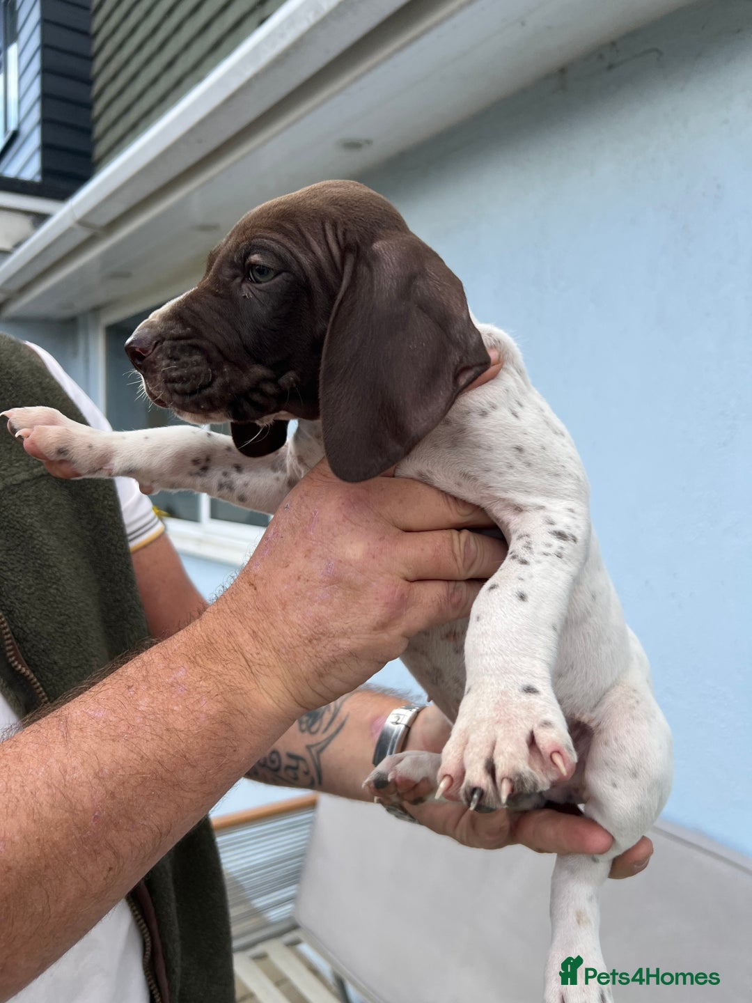 German Shorthaired Pointer dogs for sale: German shorthairs pointer - Image 8