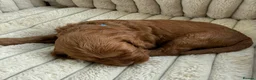Cavapoochon dogs for sale: Last one - Mr Green looking for his forever family - Advert 34