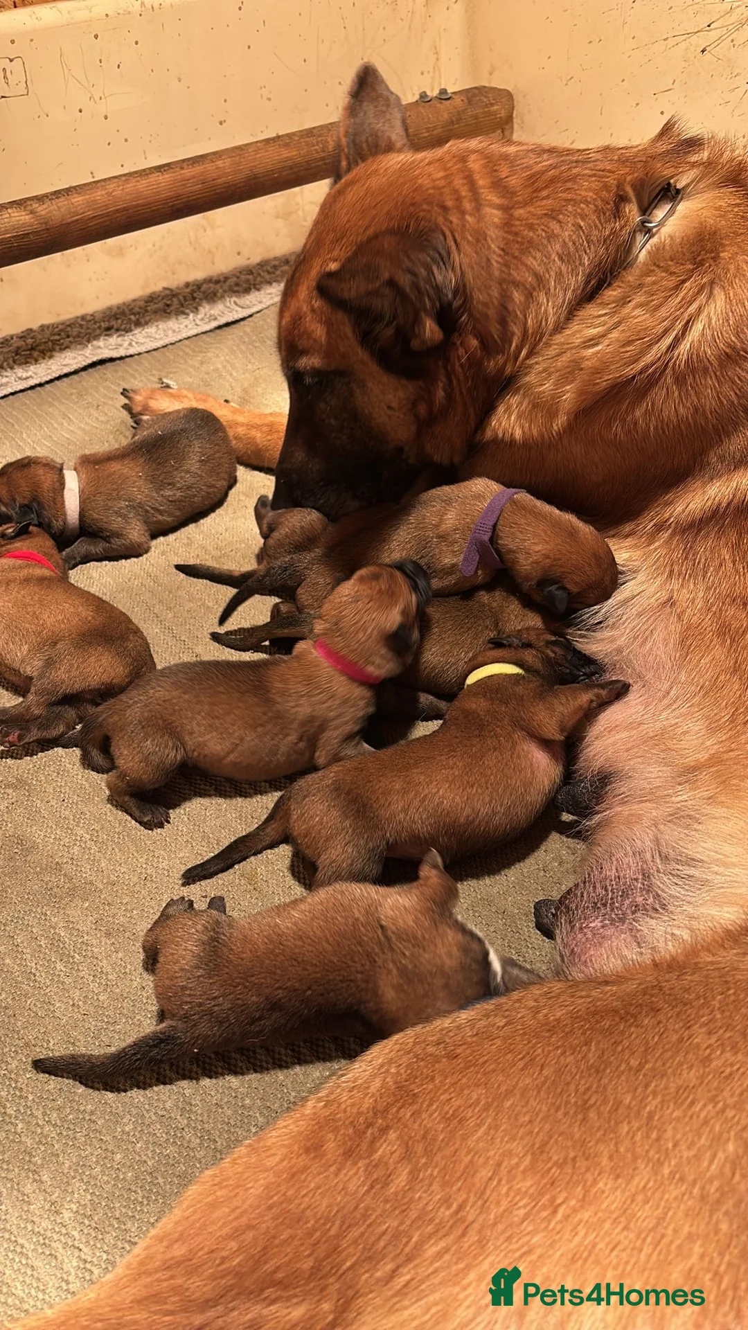 Belgian Shepherd Dog dogs for sale: Pure Malinois - Joefarm lines  - Advert 8