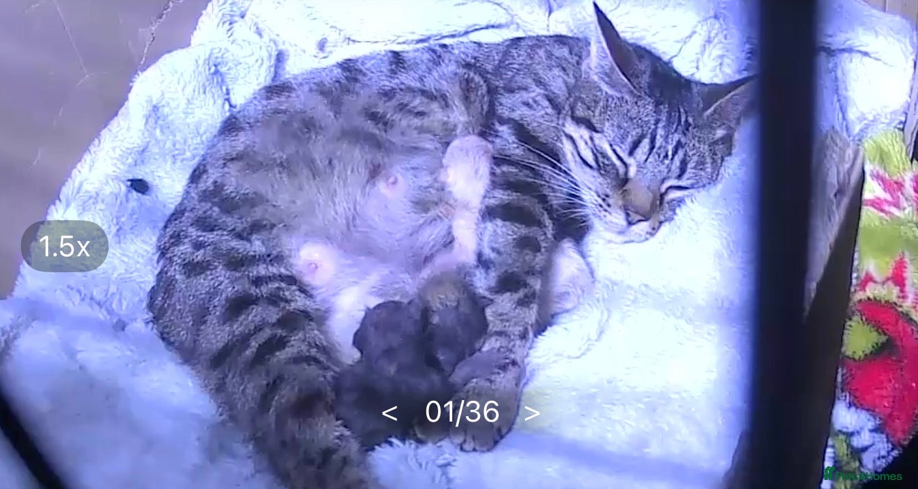 Mixed Breed cats Bengal x Maine x ragdoll - Advert 12
