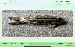 Hermann Tortoise reptiles for sale: Hermann tortoise (male) - Image 3