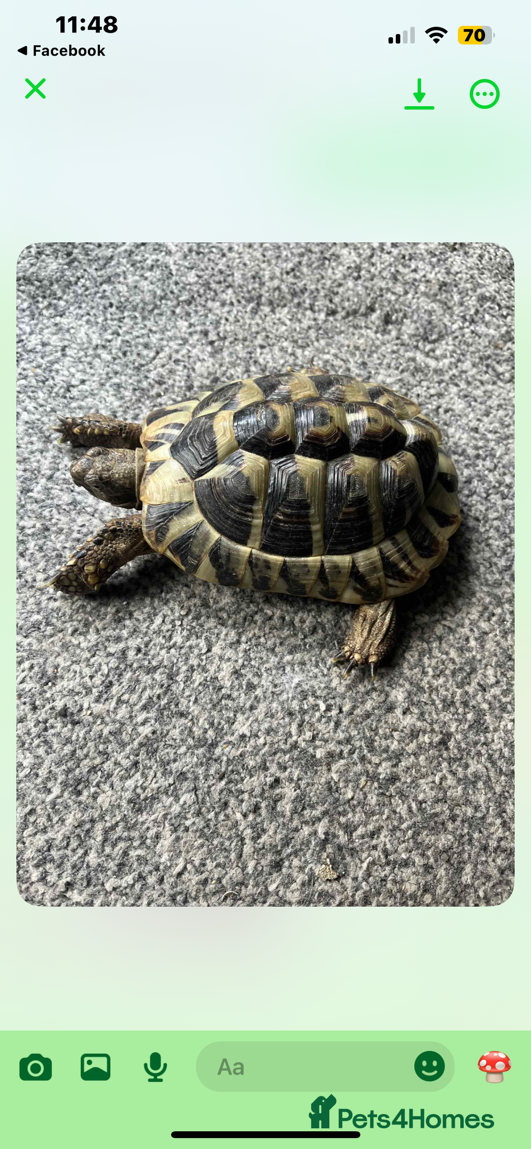 Hermann Tortoise reptiles for sale: Hermann tortoise (male) - Image 3