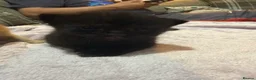 Mixed Breed cats for sale: 1 black and 1 tabby girl kittens  in March - Advert 4