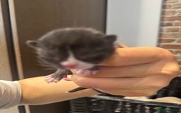 Scottish Fold cats for sale: Scottish fold and straight kitten - Image 15