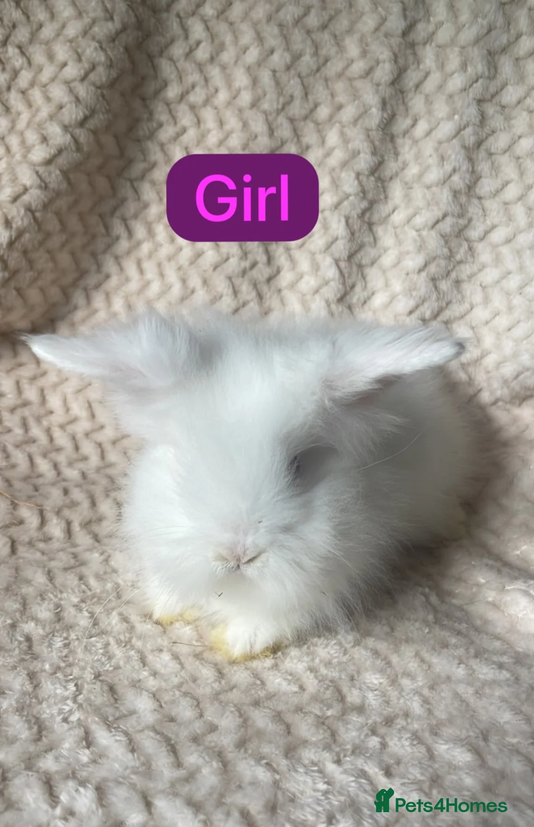 Mixed Breed rabbits for sale: Lion head and teddy widder baby’s for sale - Advert 1