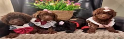 Miniature Poodle dogs for sale: Beautiful Miniature Poodle puppies  - Advert 5