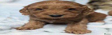 Cockapoo 5