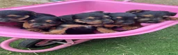 Lakeland Terrier dogs for sale: Lakeland terrier puppies - Advert 3