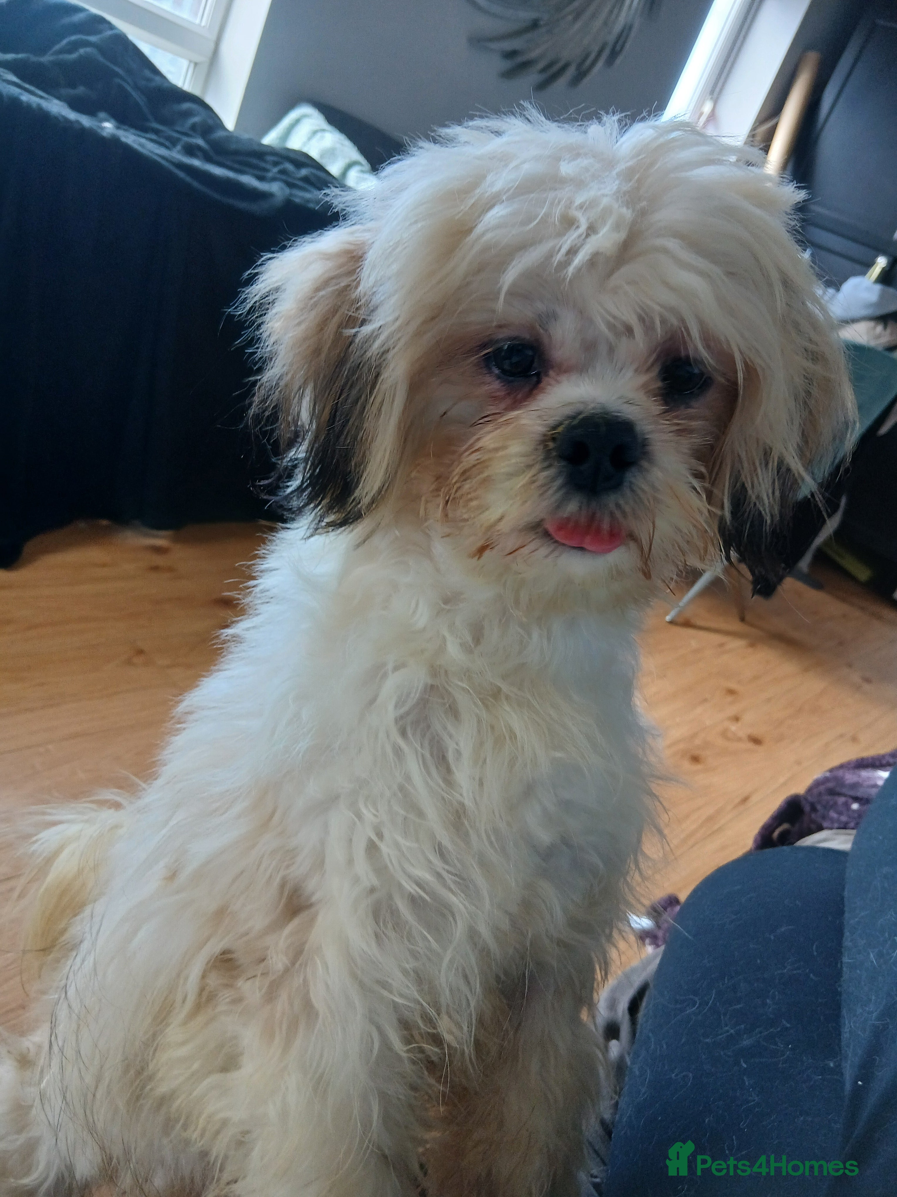 Mixed Breed dogs Sweet Maltes/Lhasa Apso puppies  - Advert 1