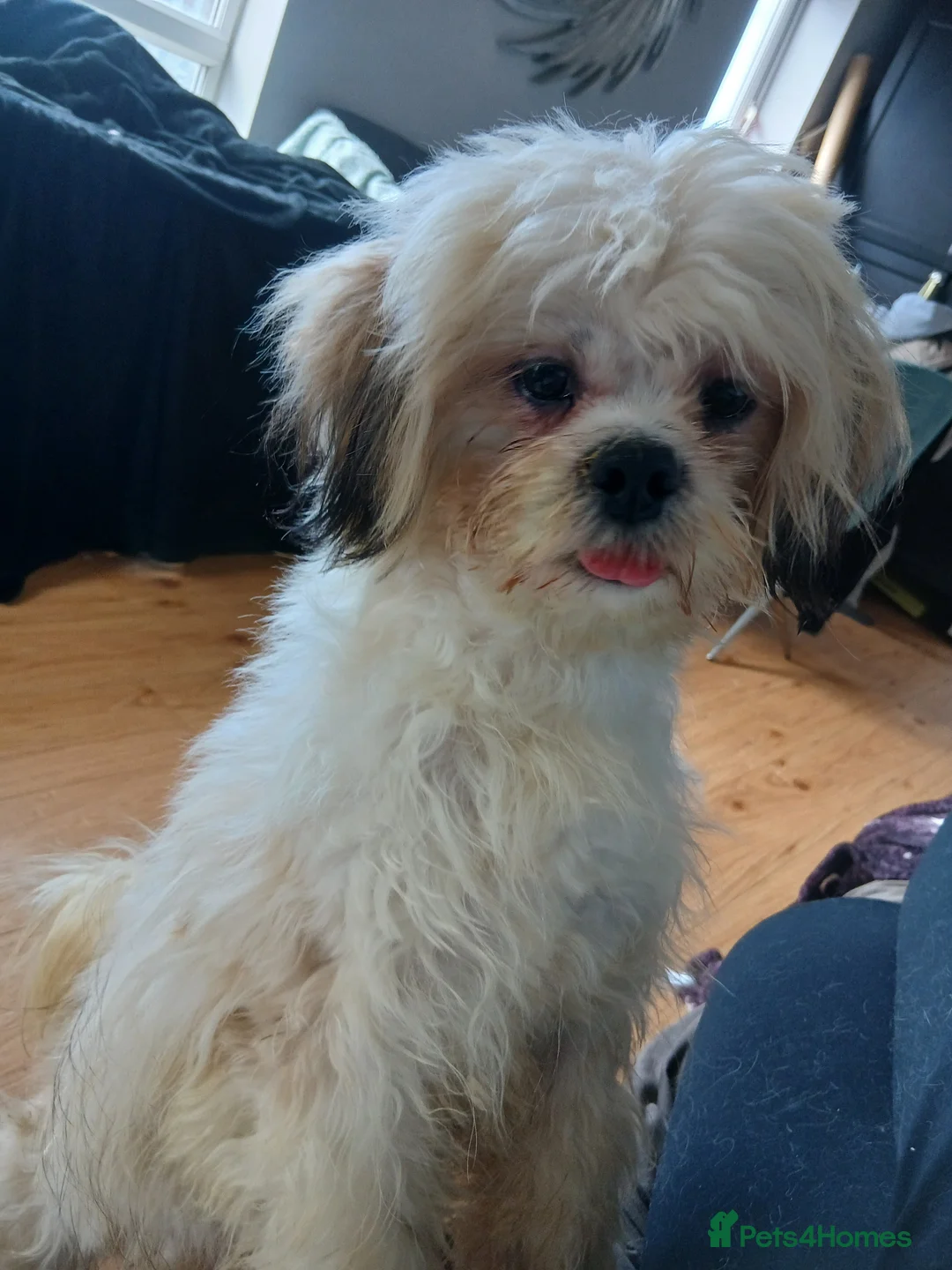 Mixed Breed dogs for sale: Sweet Maltes/Lhasa Apso puppies  - Advert 1