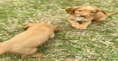 Cocker Spaniel dogs - Advert 3